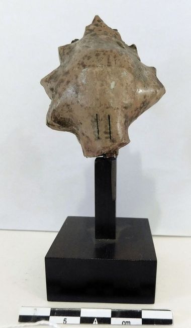 © Musées d'Angers - Voir l'image 3