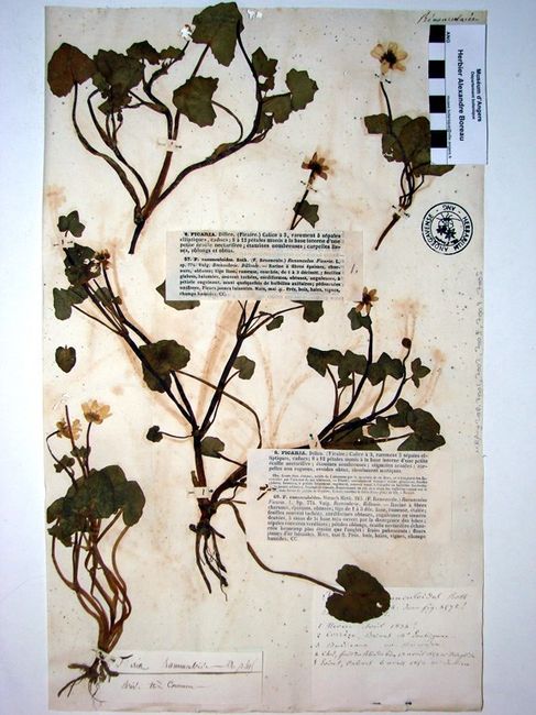 Illustration