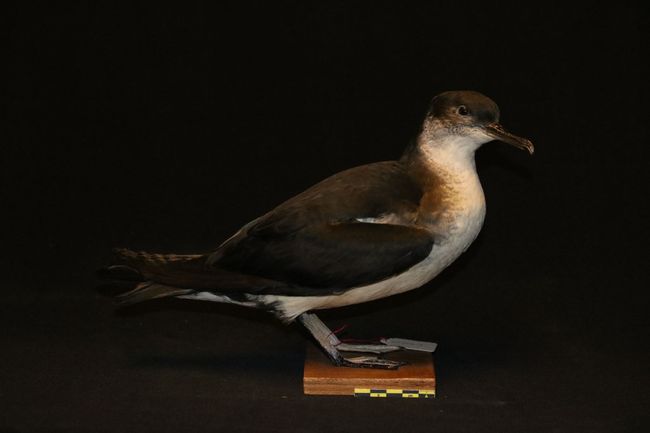 Illustration