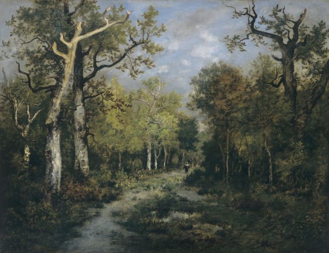 Le Matin, forêt de Fontainebleau, sous-bois - Chemin avec fagotière en forêt - La Forêt de Fontainebleau