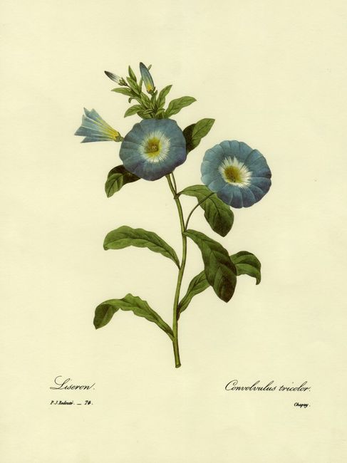 Illustration
