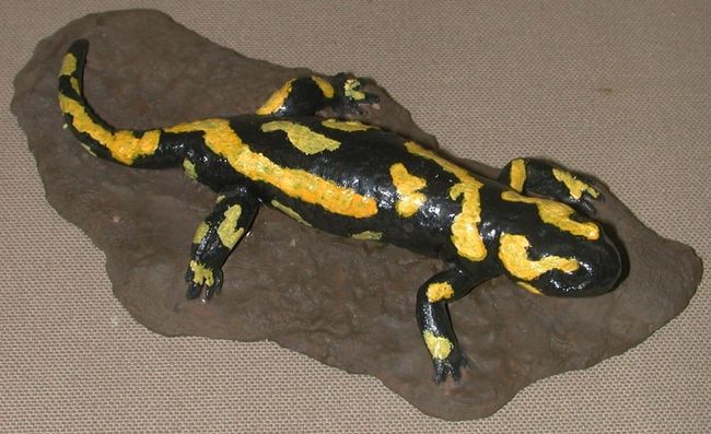 Salamandre tachetée - Salamandra salamandra 