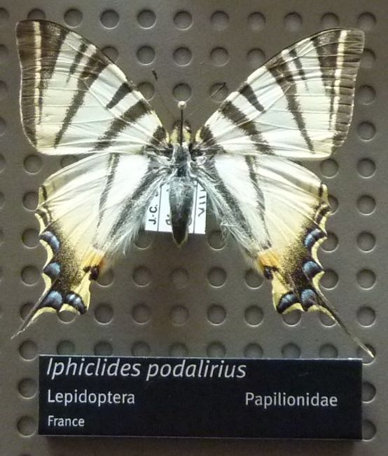 Iphiclides podalirius (Linnaeus, 1758) - Flambé (Le)- Jeux de données
